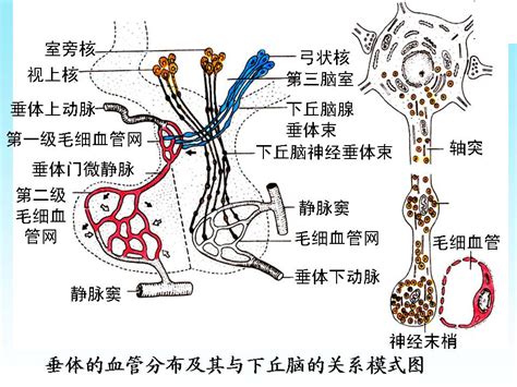 脈象 弦細|脈學新悟 (弦脈)